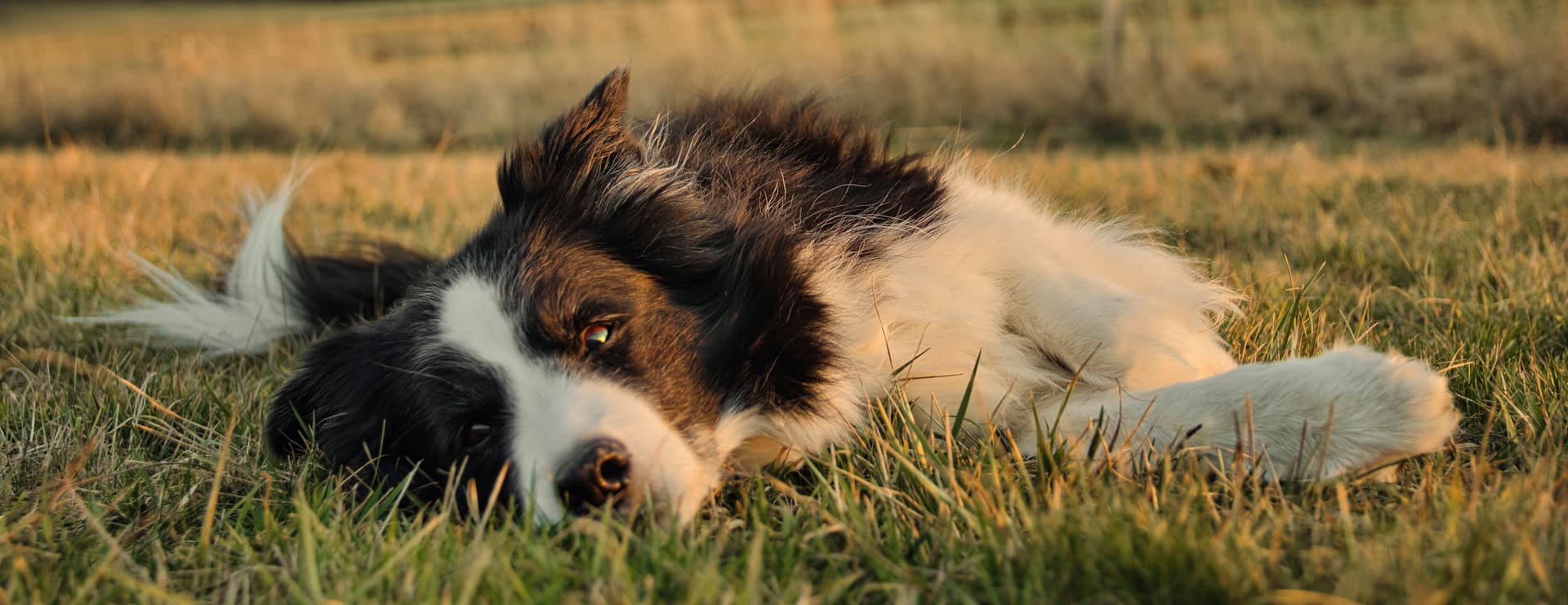 Hond ligt rustig in het gras in de avondzon