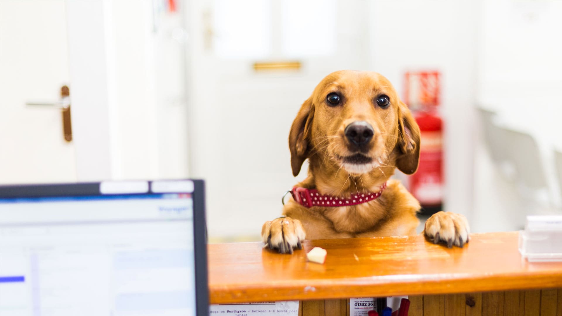 Hond met de voorpoten op de balie van de dierenkliniek