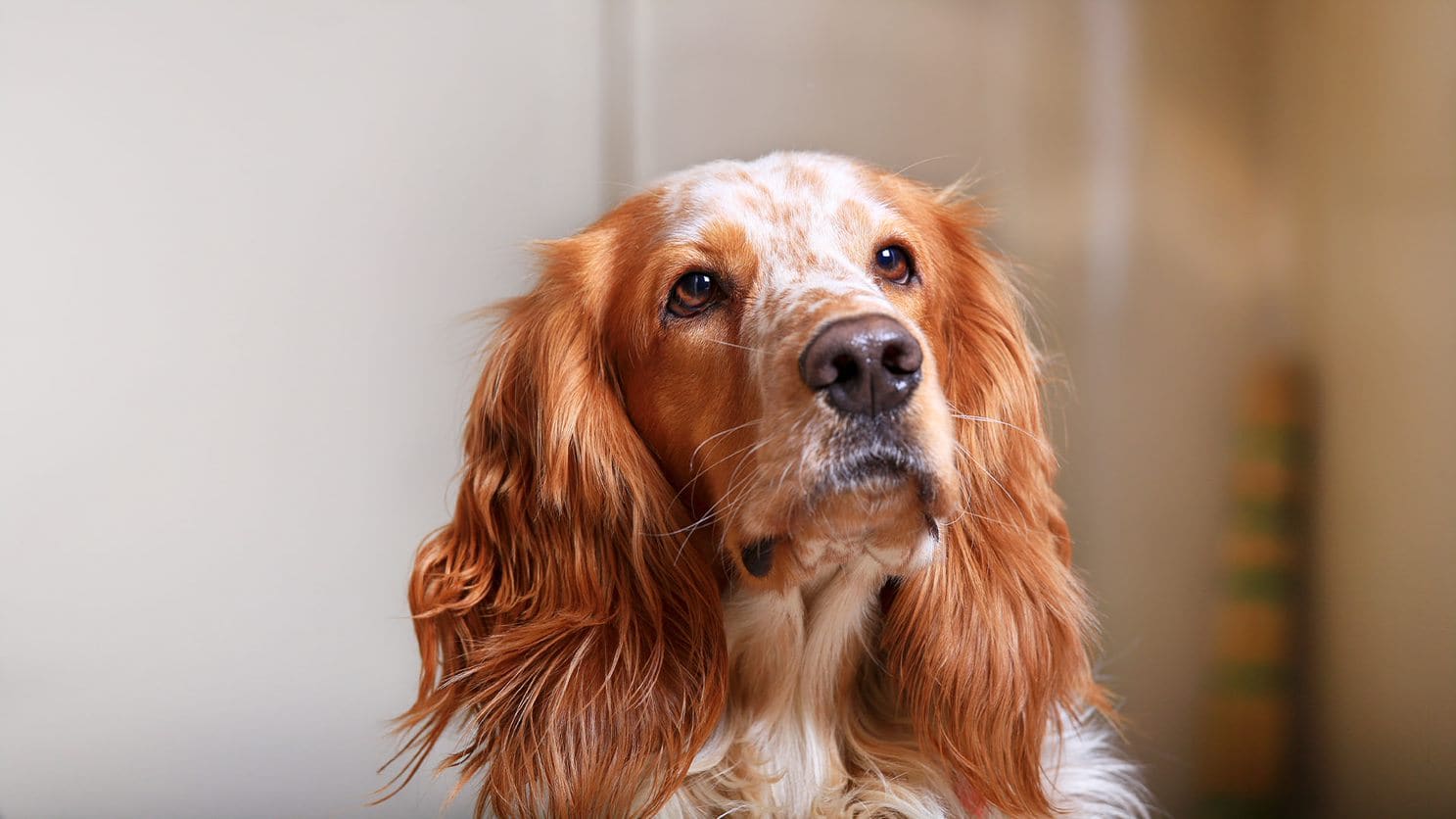 Portret van een oudere cocker spaniel