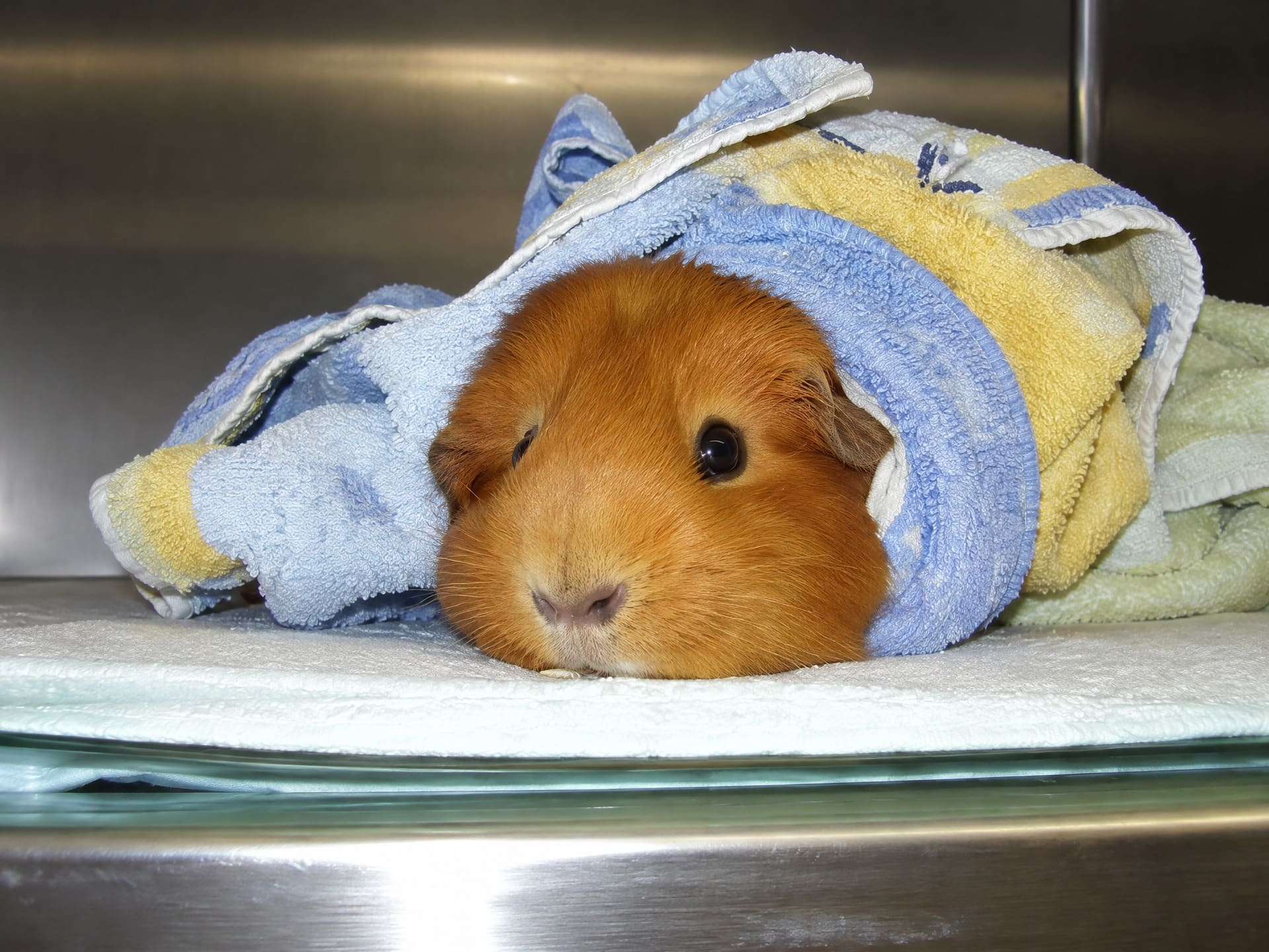 Cavia ligt in een handdoek gewikkeld op de behandeltafel