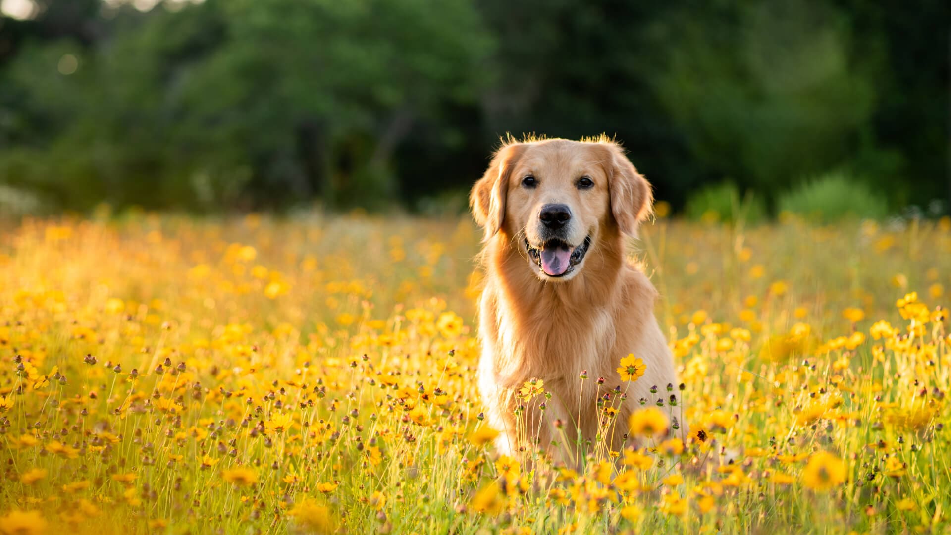 Golden retriever zit in een veld met gele bloemen
