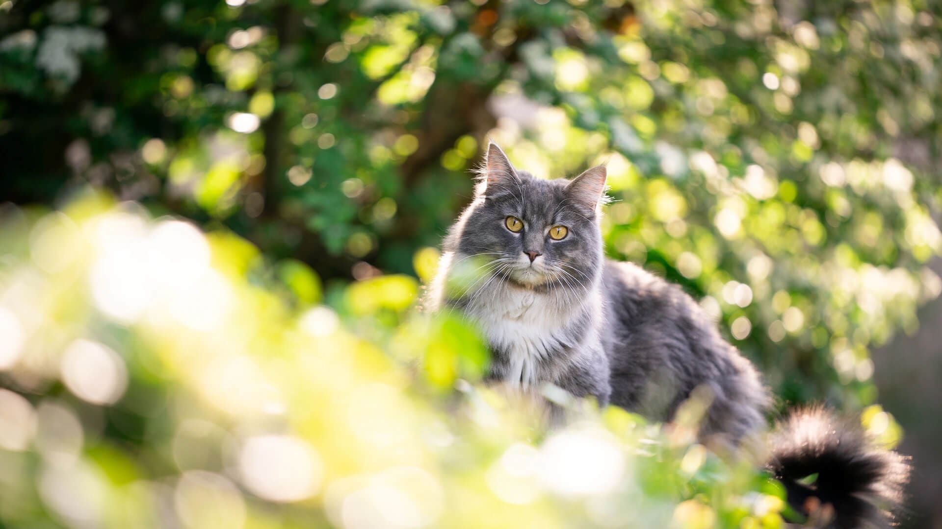 Grijze langharige kat kijkt tussen de struiken door