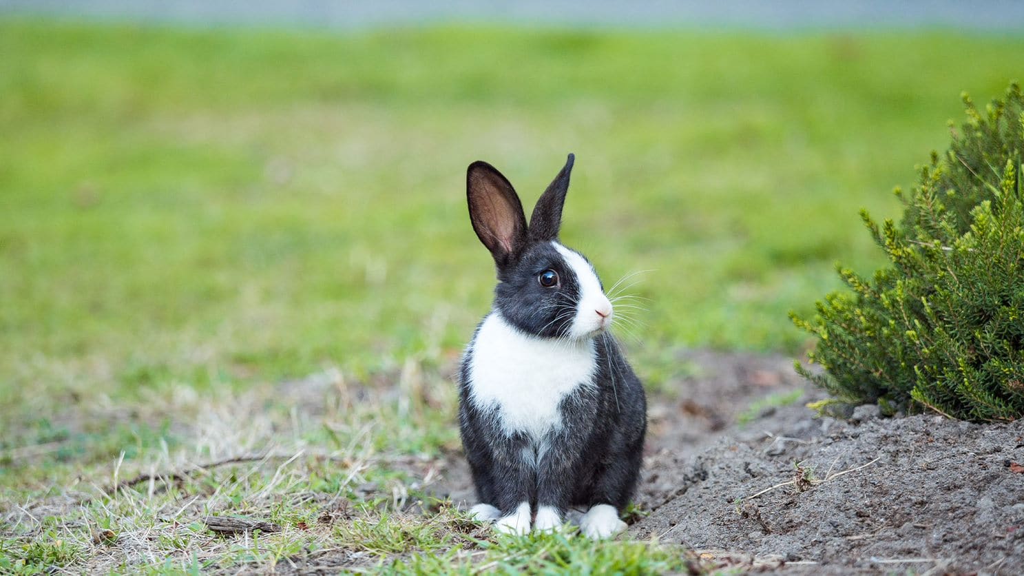 Zwart met wit konijn zit in het gras