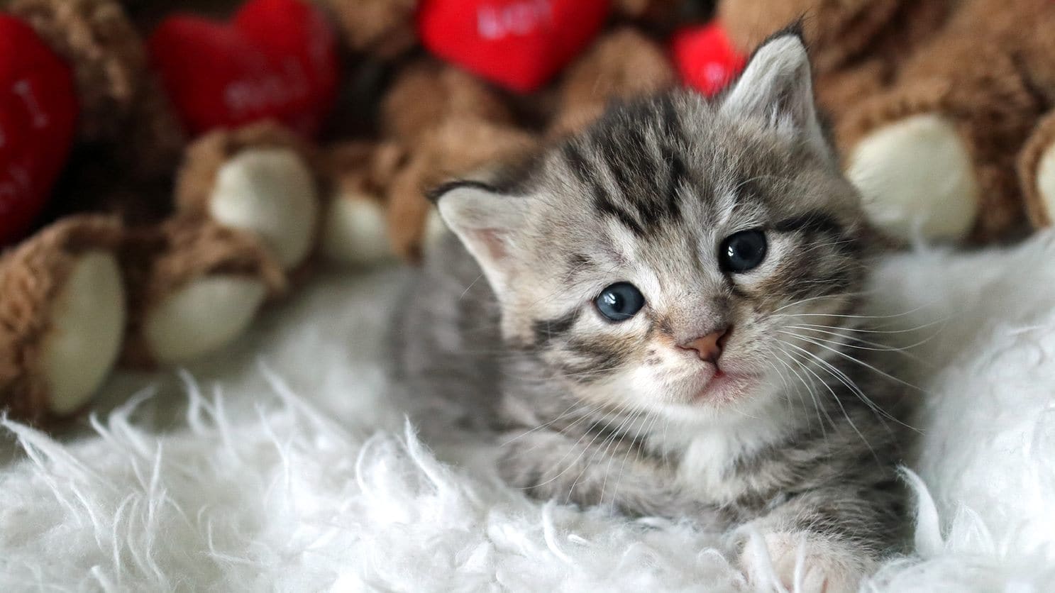 Jong kitten ligt op een witte vacht