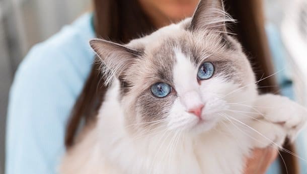 Langharige kat wordt op de arm gehouden