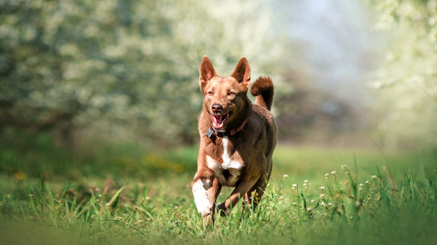 Hond rent door het gras langs bloeiende struiken