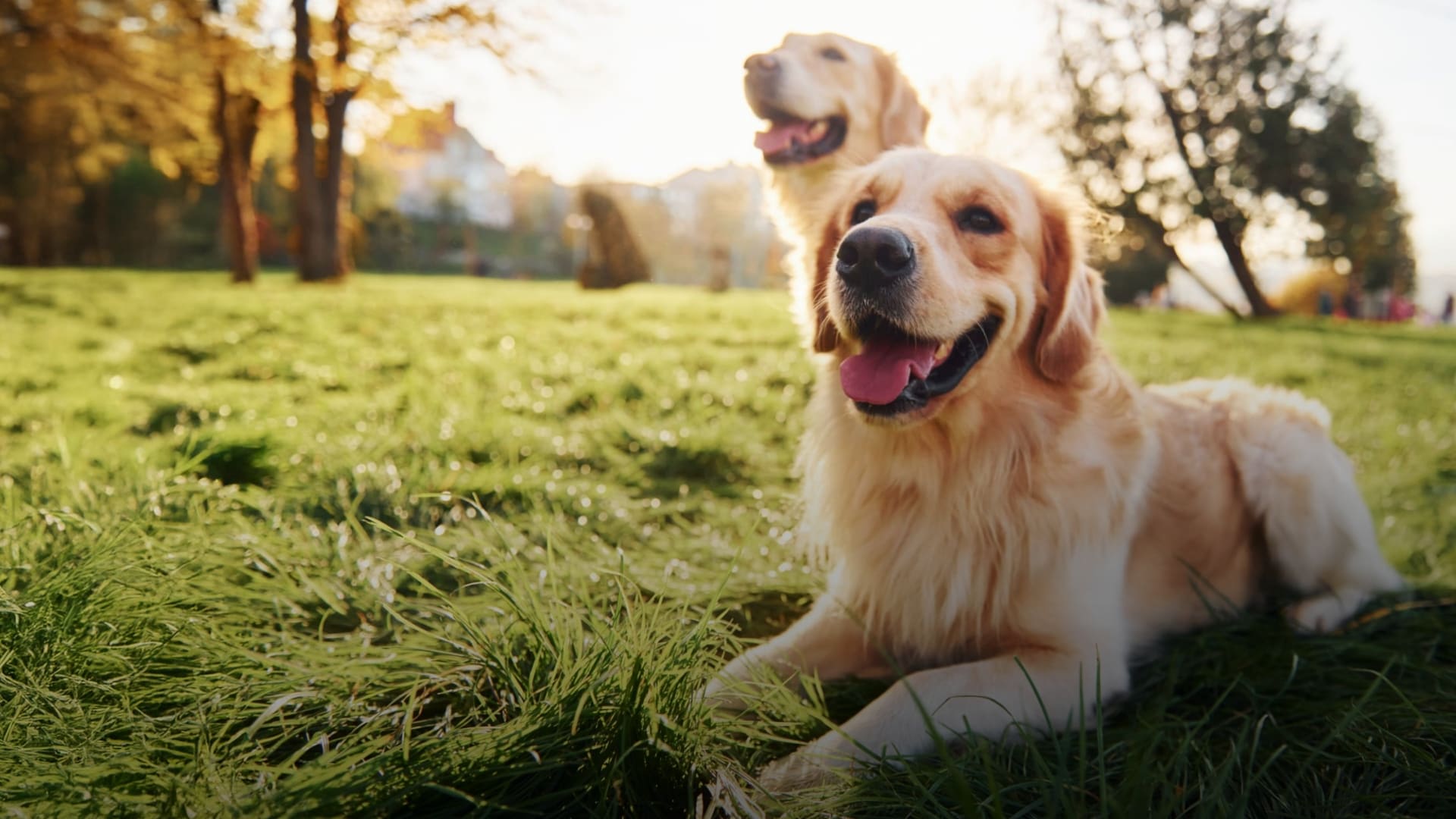 Twee golden retrievers liggen in het gras in de avondzon