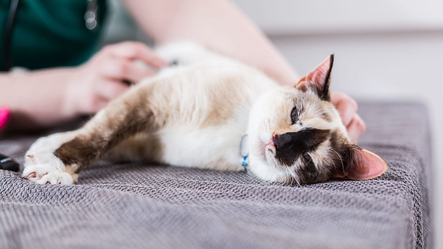 Kat ligt ontspannen op de behandeltafel terwijl een assistent haar vasthoudt